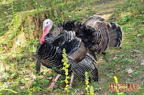 Wild Turkey Fall Hunting Season