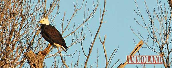 Kansas Bald Eagle