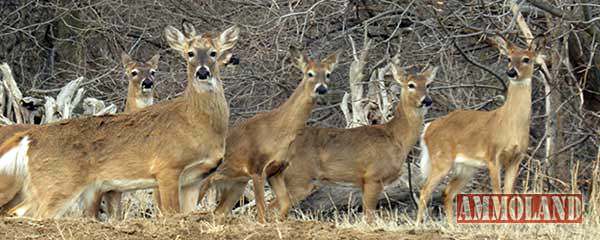 Pennsylvania Antlerless Licenses go on Sale July 11