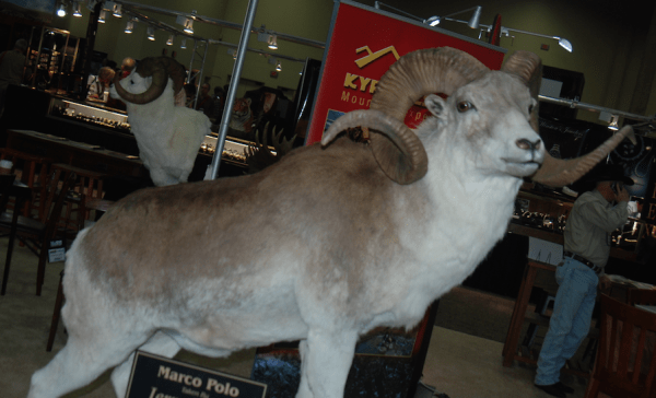 The Marco Polo Sheep is said to be the pinnacle of sheep hunting.