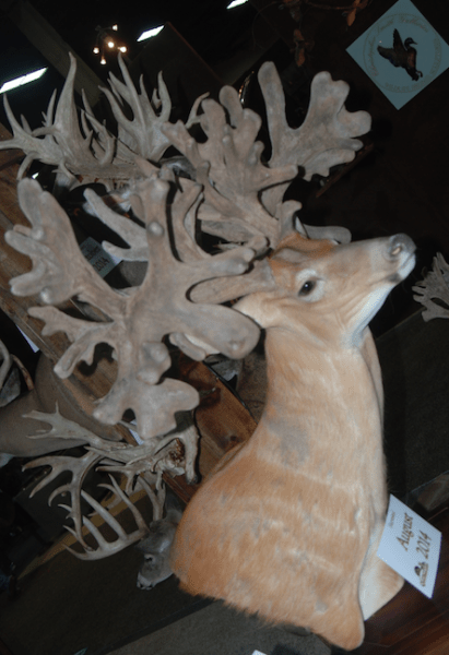 SCI World Record Muzzleloader Whitetail