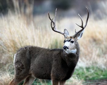 Two Openings on The Utah Division of Wildlife Resources Board