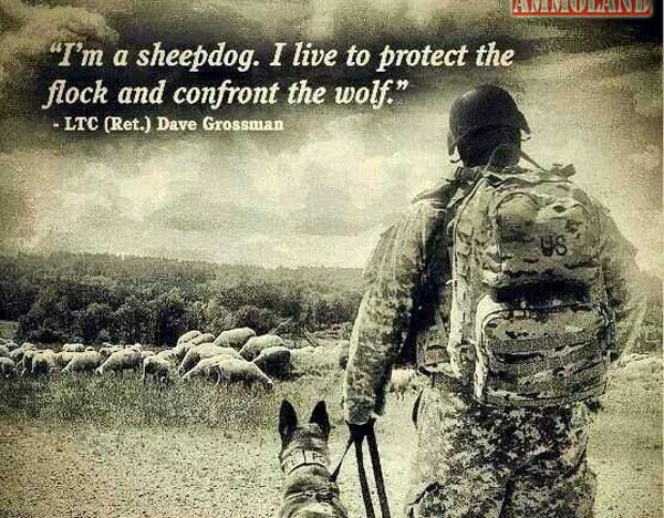 Sheepdog