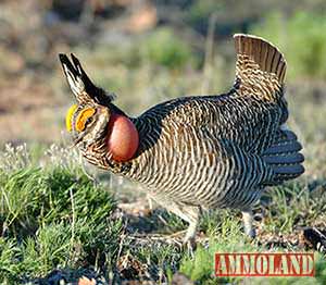 Lesser Prairie Chicken