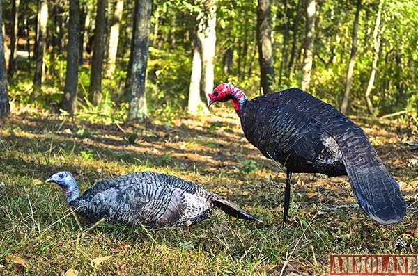 Montana Decoy Purr-Fect Pair 3D Jake & Hen Combo Turkey Decoys : http://tiny.cc/68a89x