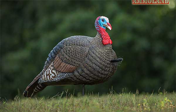 H.S Strut Jake Snood Turkey Decoy : http://tiny.cc/1z298x