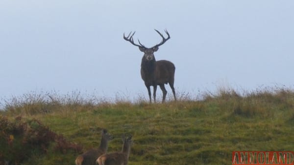 Doug Koenig - Red Stag Scotland