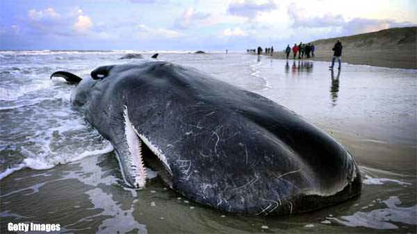 Stranded Sperm Whale