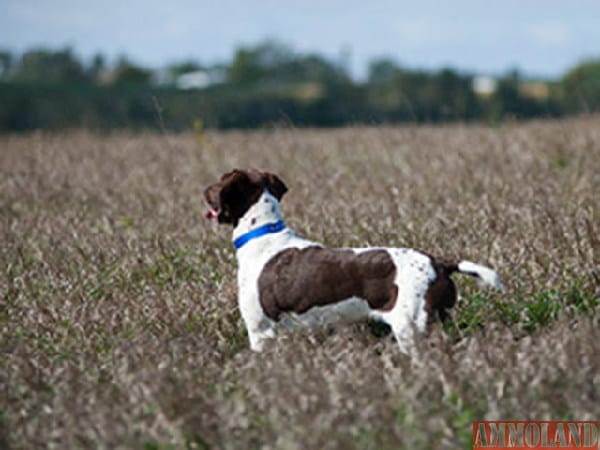 Bird Dog Training Seminars