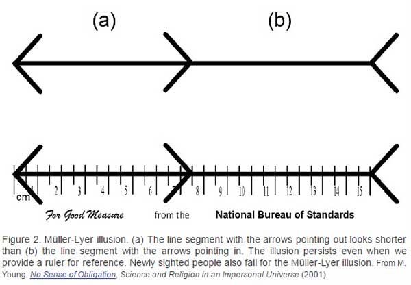 Muller-Lyer Illusion