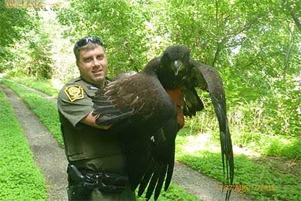 Beaver County WCO Matt Kramer holds the injured eagle that now is rehabilitated and will be released on Thursday.