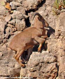 Barbary Sheep Climbing : IMG : Matt @ Leaning Rock Productions