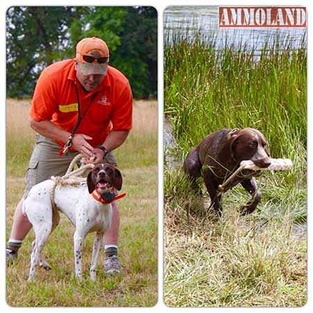 Learn how to train a new hunting dog, or how to get the most out of your current dog.