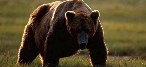 Alaskan Brown Bear