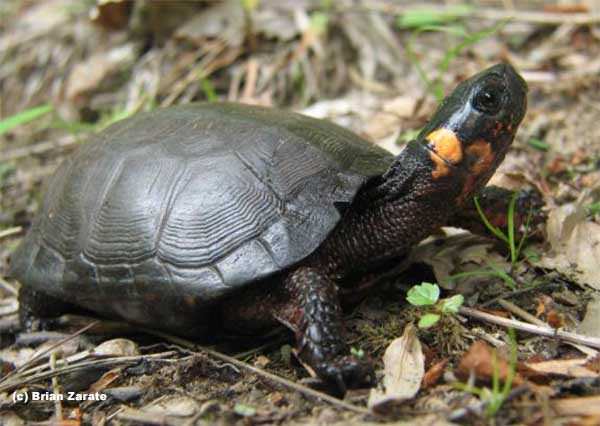 Bog Turtle - image by (c) Brian Zarate