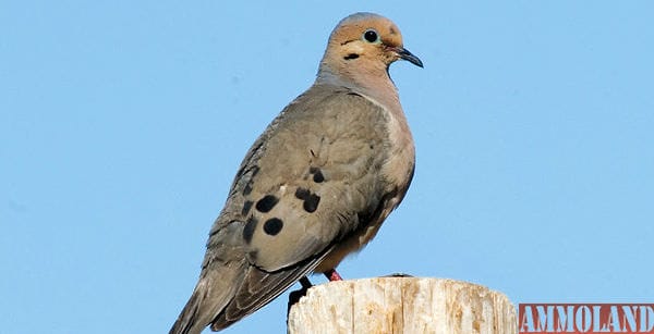 Dove Hunting