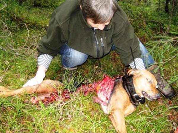 Hound Dog Killed by Wolves