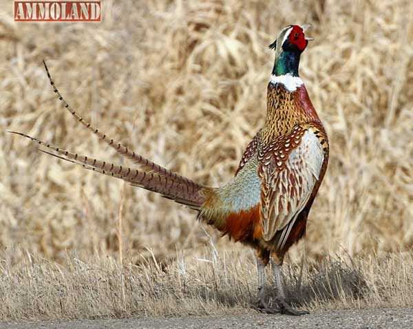 Upland hunters in New Jersey have embraced a local model for wildlife habitat conservation by adding a new chapter of Pheasants Forever in the state. 