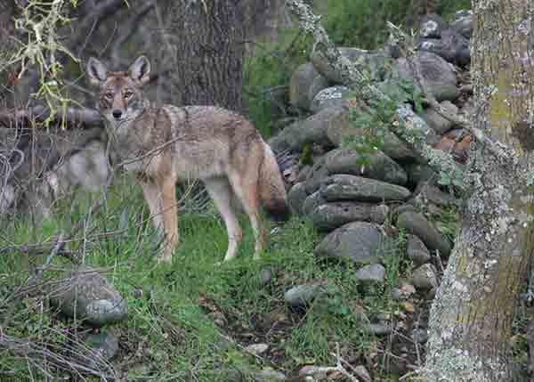 Once relegated to the American West, coyotes can now be found throughout most of North America. Coyote hunting is a critical management tool throughout much of their range, especially where larger predators are in decline. USFWS photo.