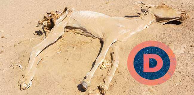 Dead Democrat Donkey Adobe Stock 88123532