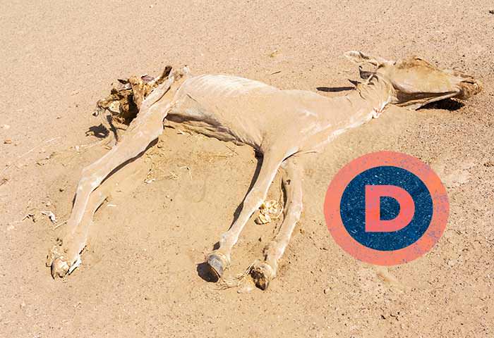 Dead Democrat Donkey Adobe Stock 88123532