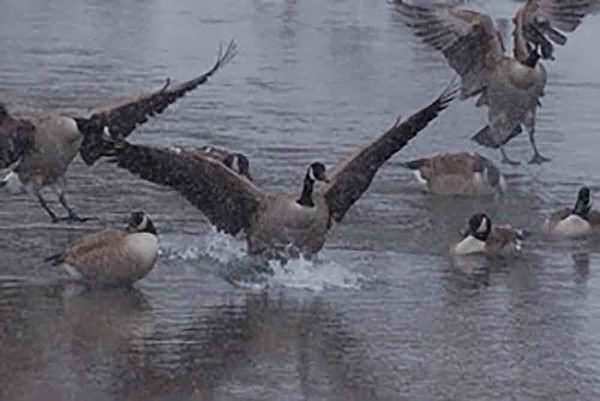 Canada goose hunting opportunities continue into February.