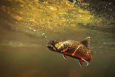 Brook Trout