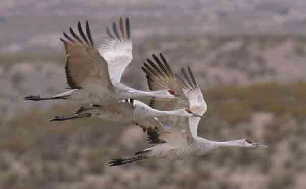 Sandhill cranes provide exciting action for Arizona hunters