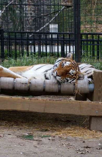 The public is invited to say farewell to Zhanna at the Brandywine Zoo Wednesday through Sunday in December, 10 a.m. – 3:30 p.m. – no admission will be charged.