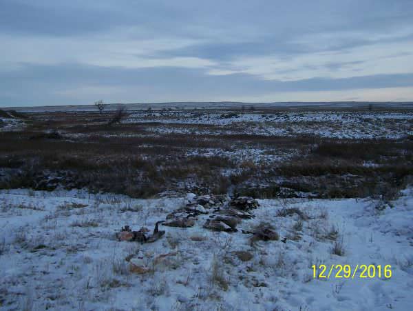 Montana Wasted Canadian Geese