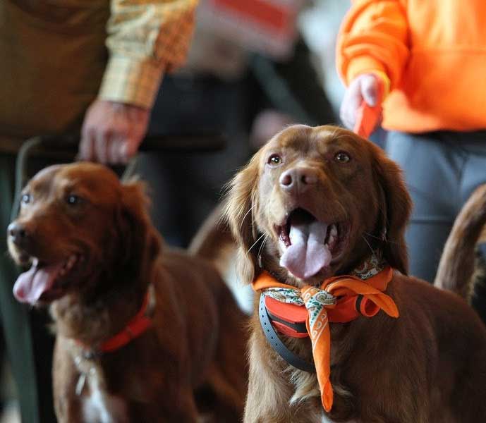 Annual Bird Dog Parade Kicks off Pheasant Fest