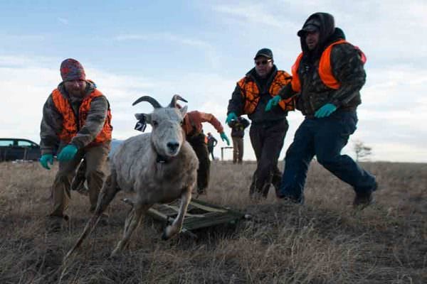 A bighorn sheep ewe bolts from the scene after receiving a new telemetry collar, ear tag and a special transmitter to let biologists know when she gives birth. The Nebraska Game and Parks Commission staff members overseeing the release are, from left, Justin Powell, Brandon Tritsch, Greg Schenbeck and Adam Bahl. (NEBRASKAland/Justin Haag)