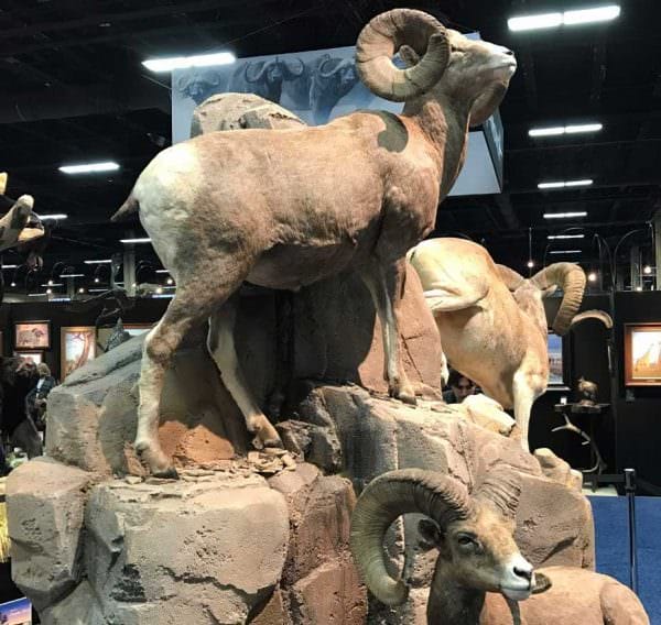 Bighorn Sheep