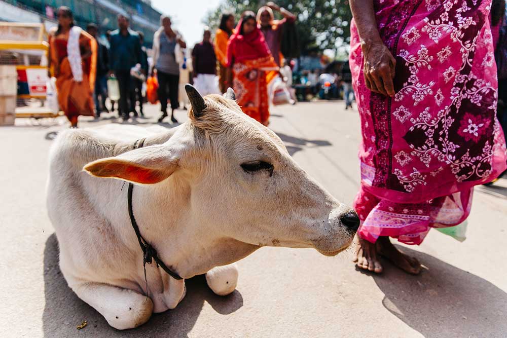 India: Varanasi Street Cow Sacred Cows alternate