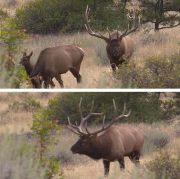 Bulls were bugling and as the sun started to rise, we were looking at about 20 elk headed our way including about 350 6X6 herd bull.