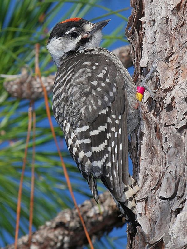 Red-Cockaded Woodpecker