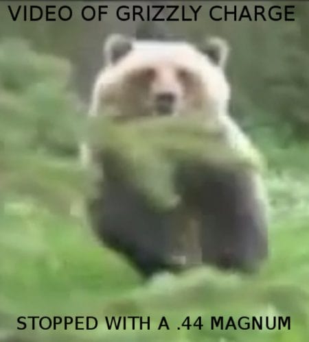 450px x 499px - Grizzly Bear Charge Stopped with a .44 Magnum ~ VIDEO