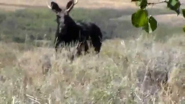 Nevada Game Wardens Seek Assistance with Moose Poaching Case