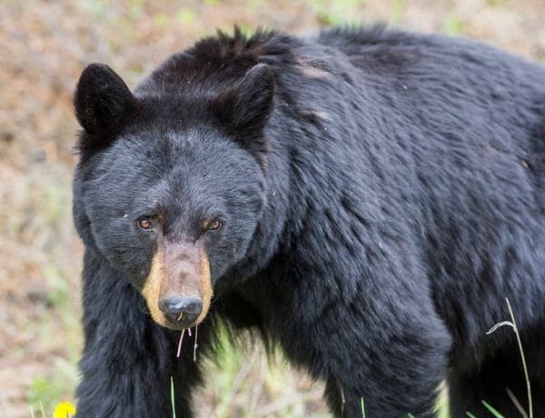 Man Shoots Bear who Pursued Him up Tree in Washington