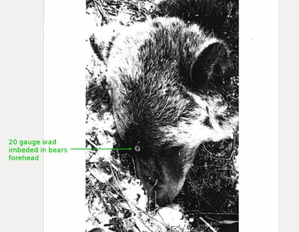2009 Pheasant Hunter vs Grizzly, Bear Attack, Choteau, MT. 20 gauge 3 shots #6 bird shot, semi-auto shotgun not fully shouldered. picture of bear with shotgun wad between eyes. Image from FOIA request, public domain. Cropped, scaled and text added by Dean Weingarten.