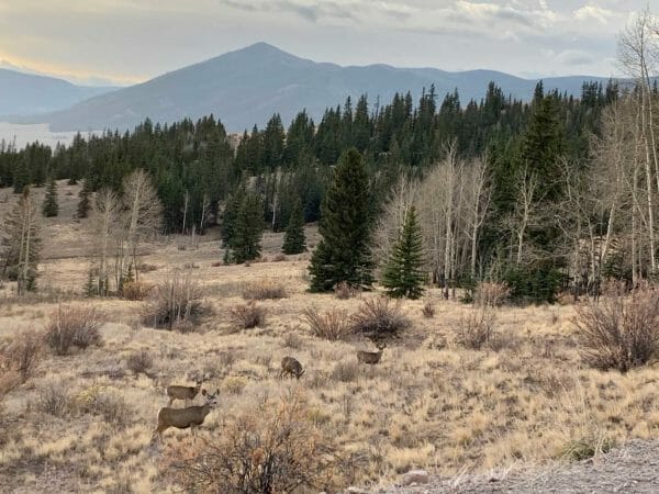 Colorado Mule deer live in some of the most beautiful Rocky Mountain habitat. img Brandon Butler