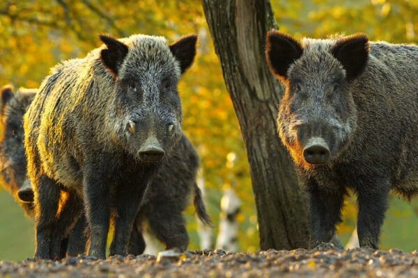 Wild Boar iStock-626339494