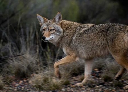 Coyote iStock-Takennnn 484218198