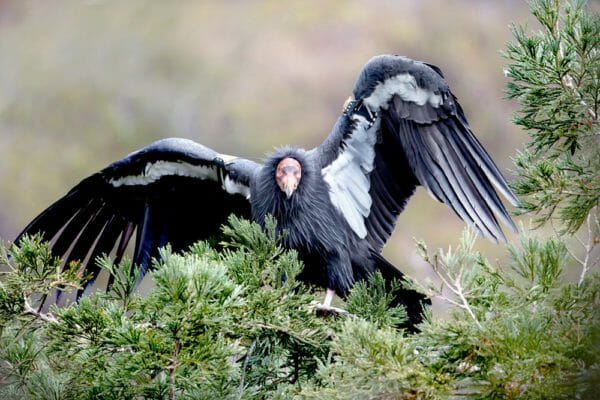 California Condor iStock-495123612