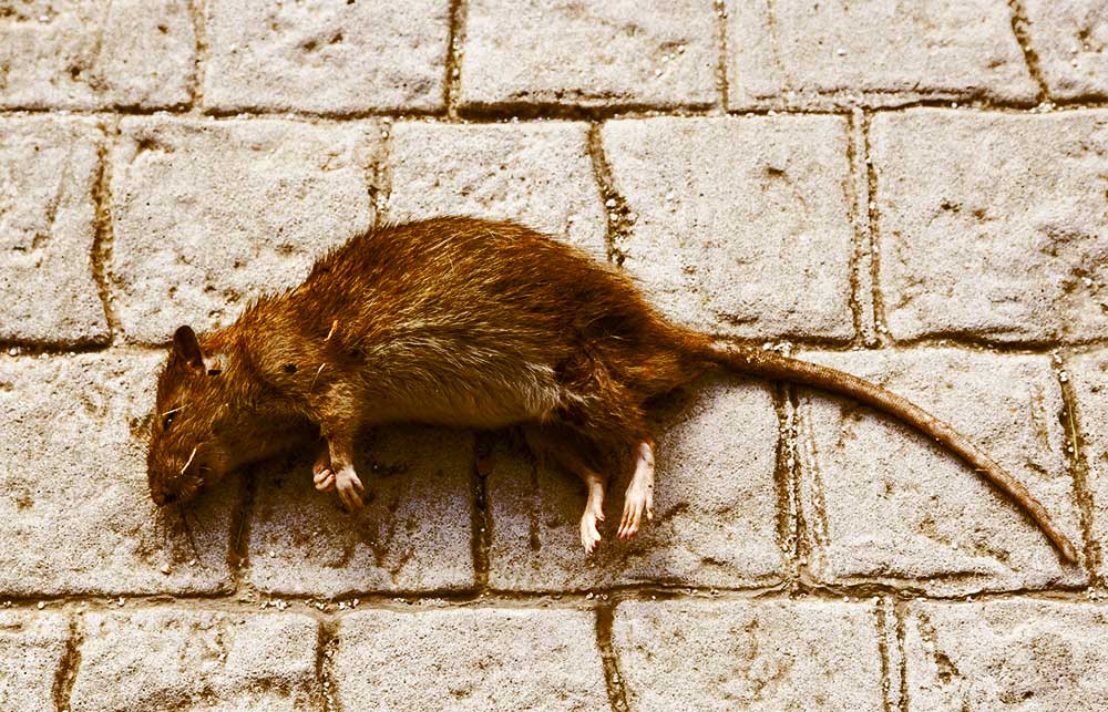 dead rat snitches tattle tale iStock-Kamila Kozioł 1346151285