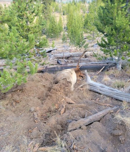 The elk was found. It had been partially covered by the bear.