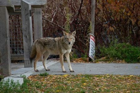 Officials React to Coyote Infestation in Massachusetts, iStock-1354299697