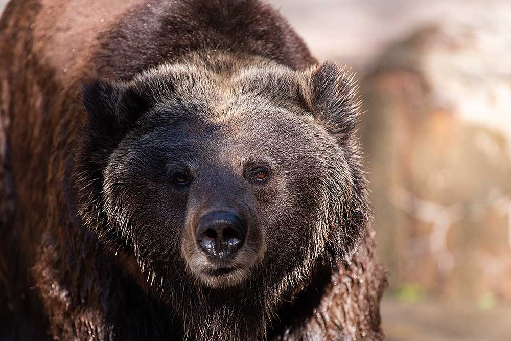 Romanian Government Concedes Bear Relocation Does Not Work