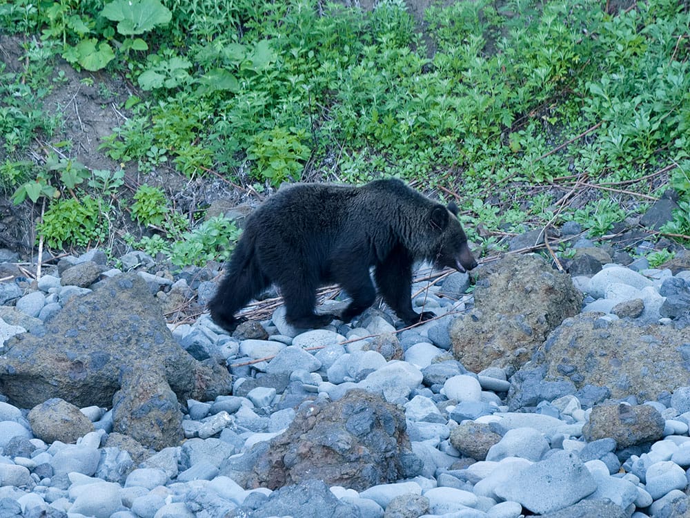 Wild brown bear or Higuma in Shiretoko National Park, Hokkaido, Japan, photographed from a boat. iStock-1325347853