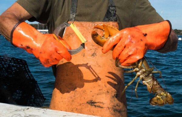 Lobster Commercial Fishermen Fishing iStock-Steven Neal 1053579708